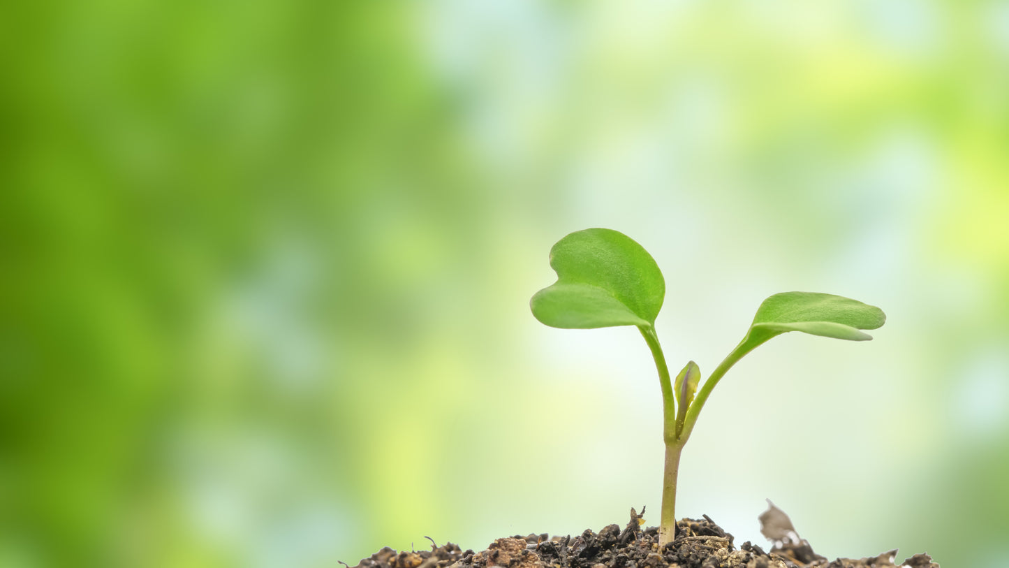 Business Clarity Courses