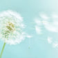Business Clarity Courses